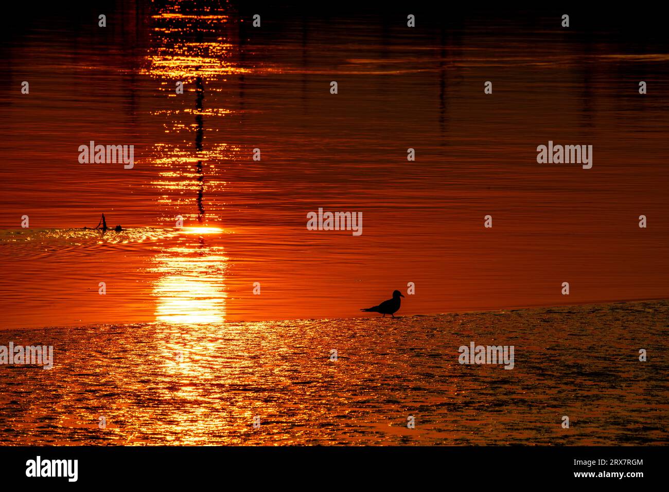 Passeggiate in gabbiano lungo la riva del fiume Snohomish all'alba Foto Stock