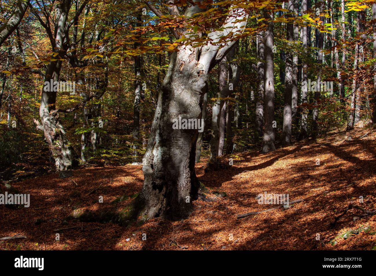 paisaje de otoño / paesaggio autunnale Foto Stock