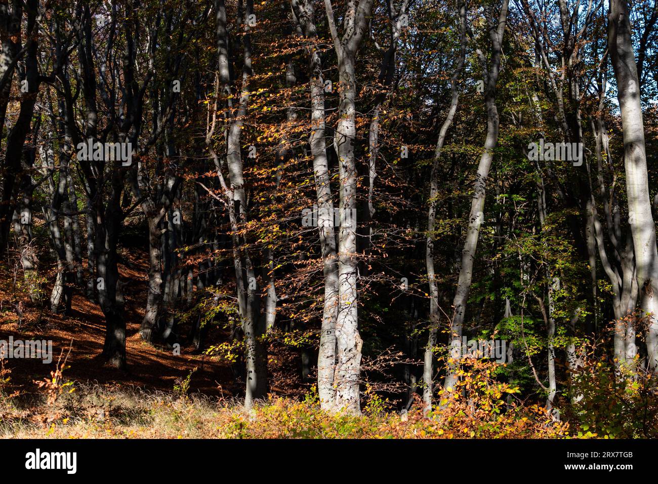 paisaje de otoño / paesaggio autunnale Foto Stock