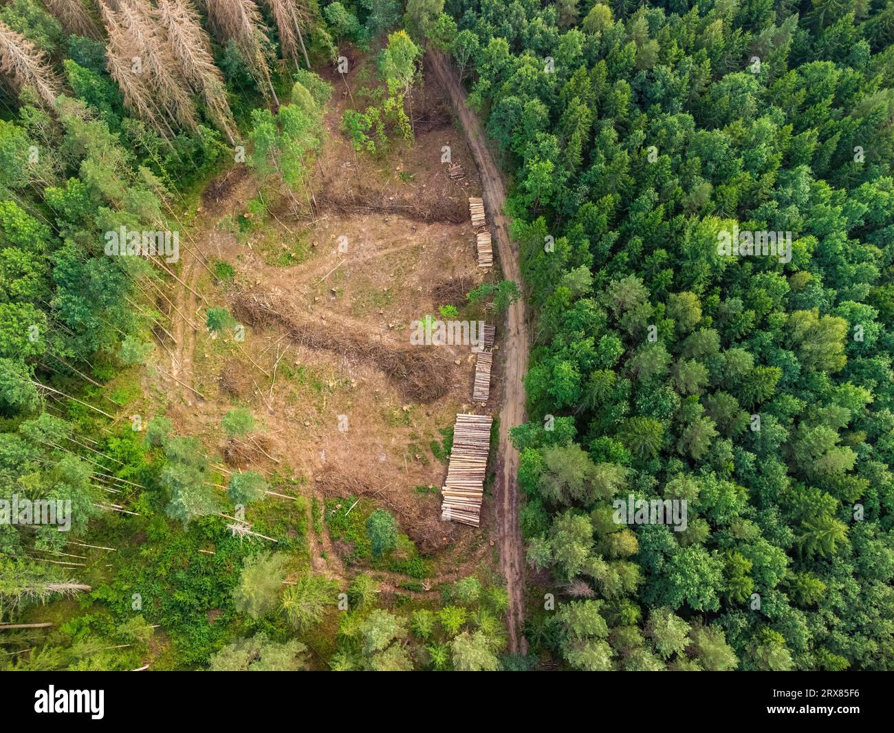 Foresta abbattuta dall'alto. Tronchi vicino alla strada forestale tagliata. Foto Stock