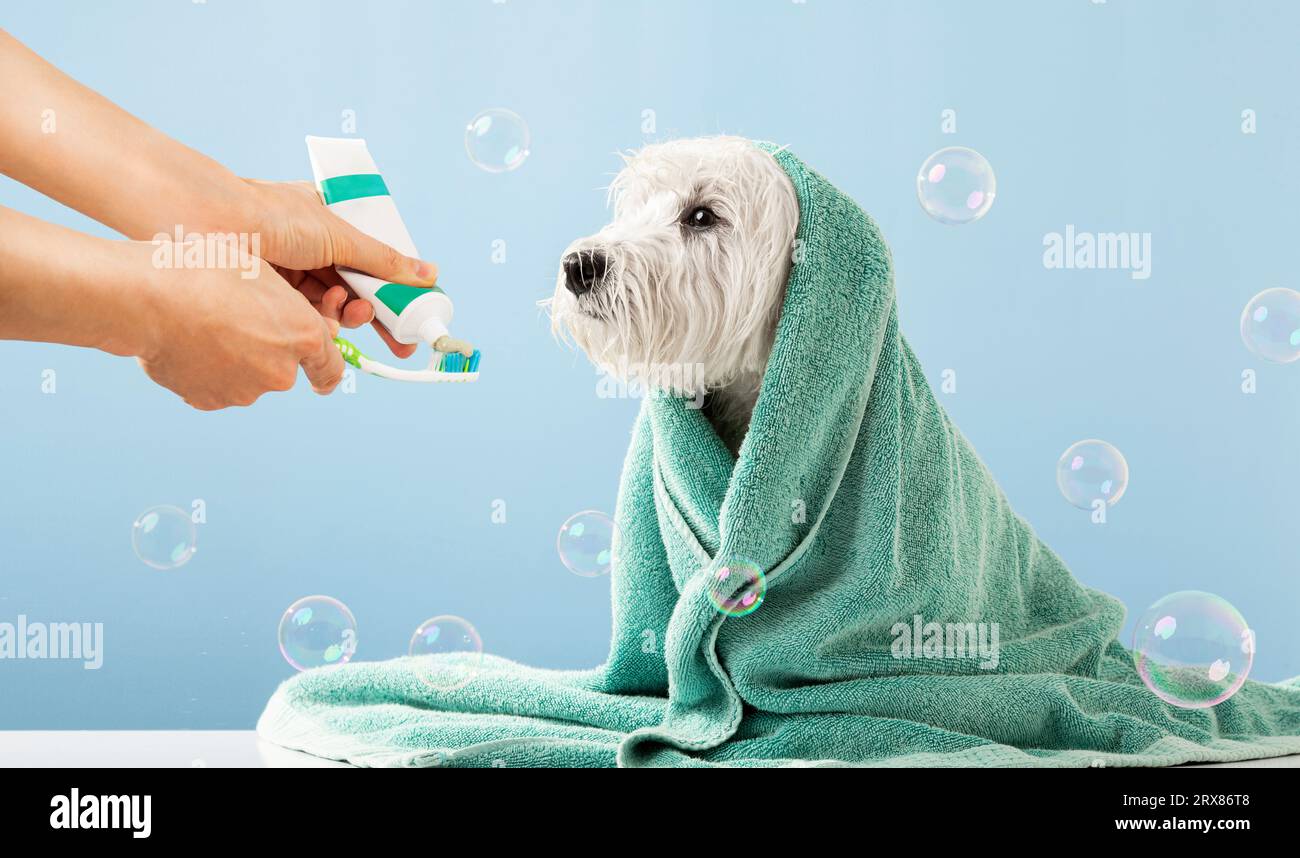 Il grazioso terrier bianco delle Highland occidentali si pulisce i denti dopo il bagno. Cane avvolto in un asciugamano. Concetto di cura degli animali domestici. Foto di alta qualità Foto Stock
