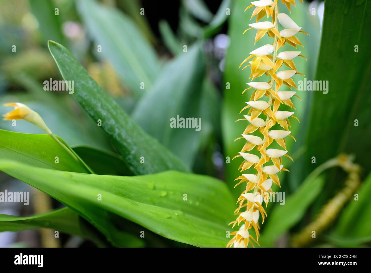 Fiore di Dendrochilum magnum; varietà di orchidee epifite dalle Filippine. Foto Stock