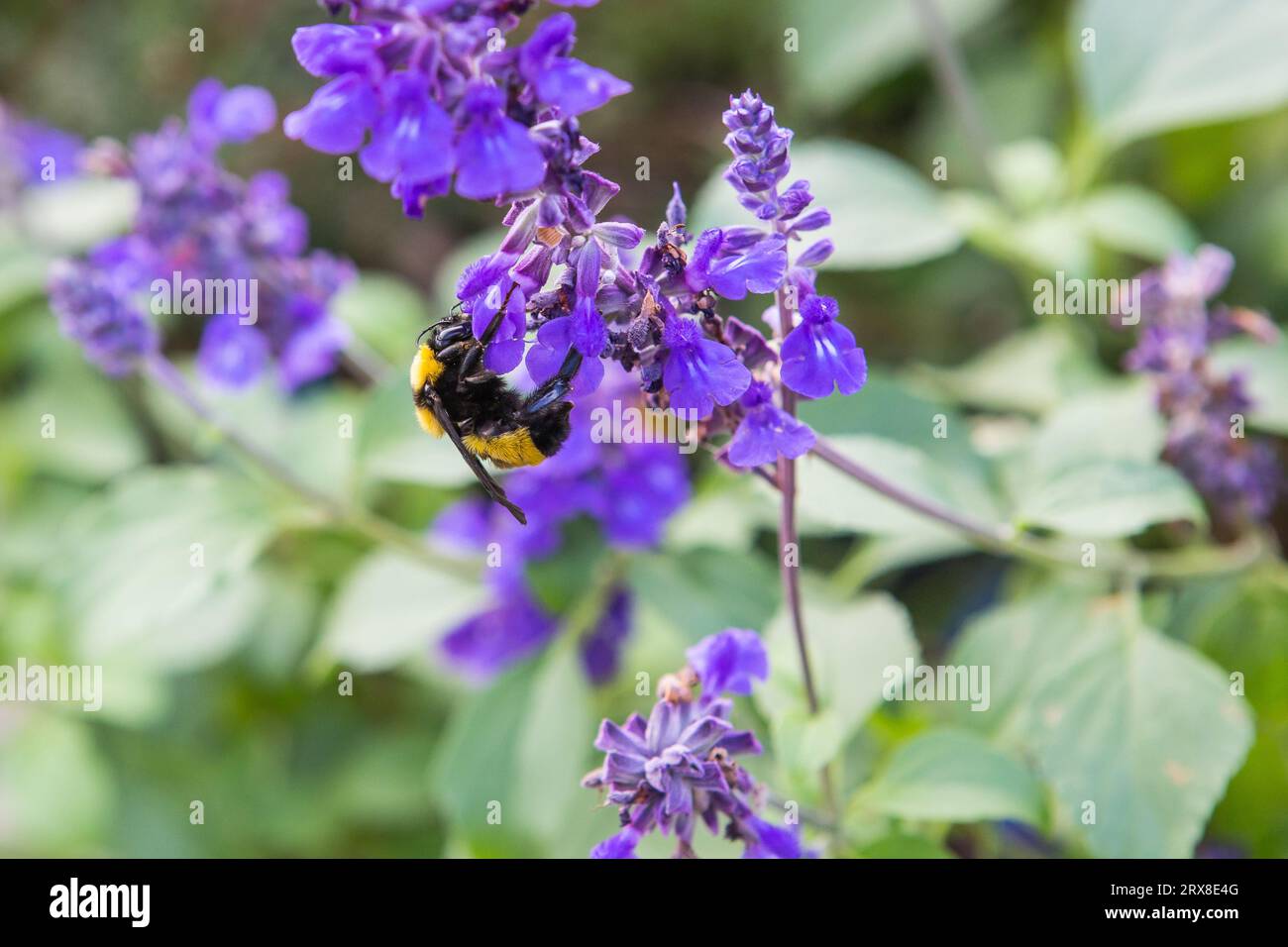 Una femmina di falegname Xylocopa caffra alla ricerca di nettare e polline su una pianta viola di Salvia in un giardino della California Foto Stock