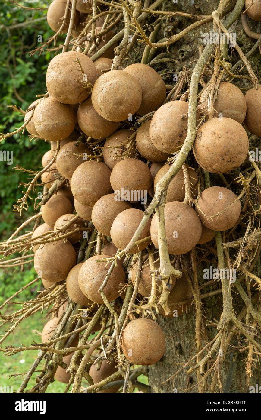 Un albero di Cannonball ai Penang Botanic Gardens, Pulau Pinang, Malesia Foto Stock