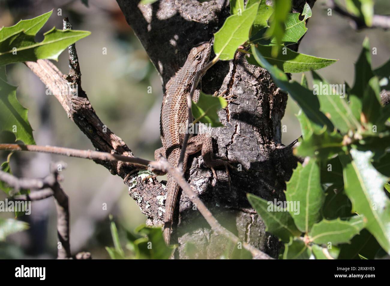Lucertola di recinzione dell'altopiano o Sceloporus tristichus che si arrampica su un albero di quercia al Rumsey Park di Payson, Arizona. Foto Stock