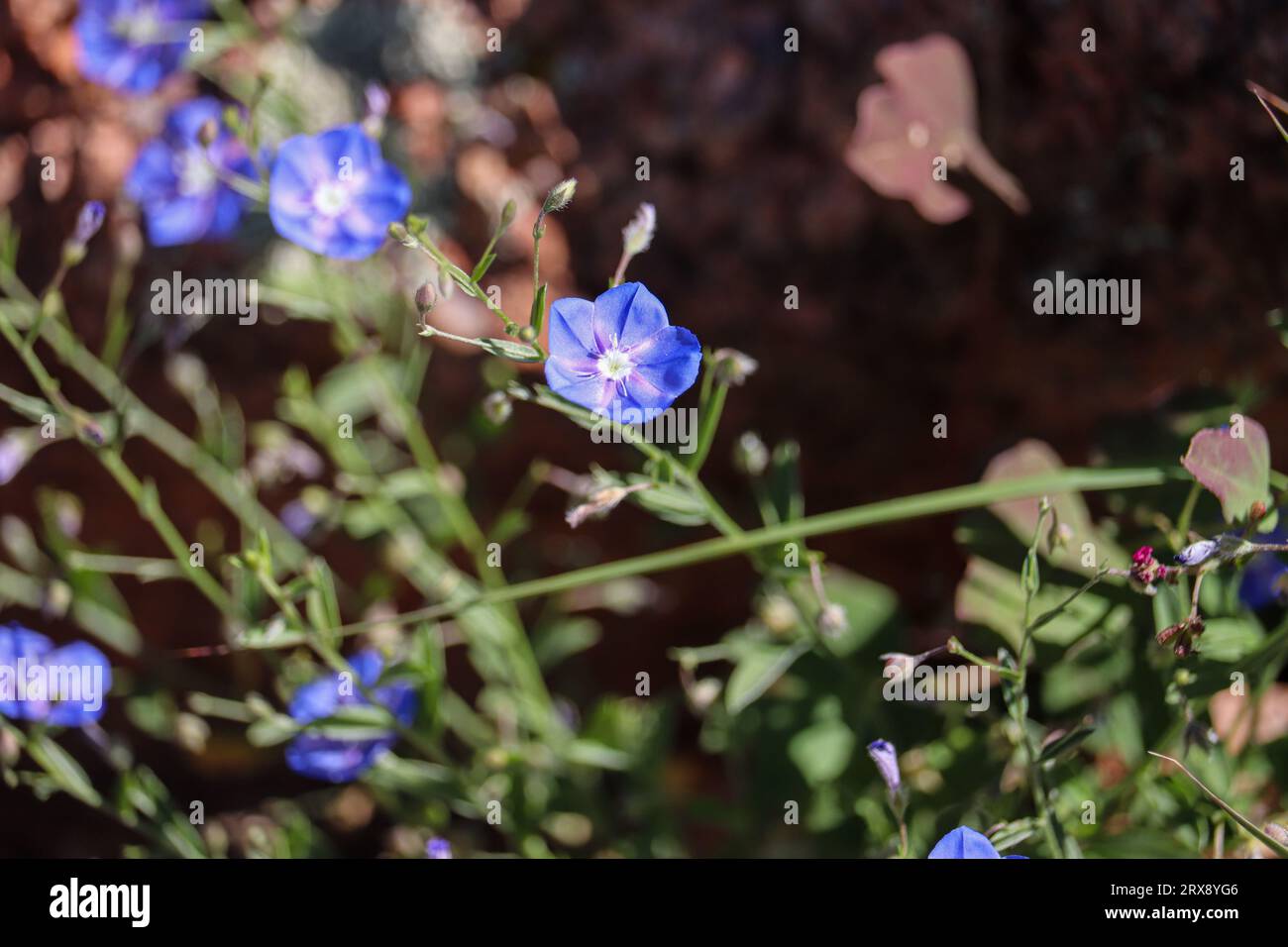 Primo piano di un fiore degli occhi blu dell'Arizona o di un Evolvulus arizonicus al Rumsey Park di Payson, Arizona, Foto Stock