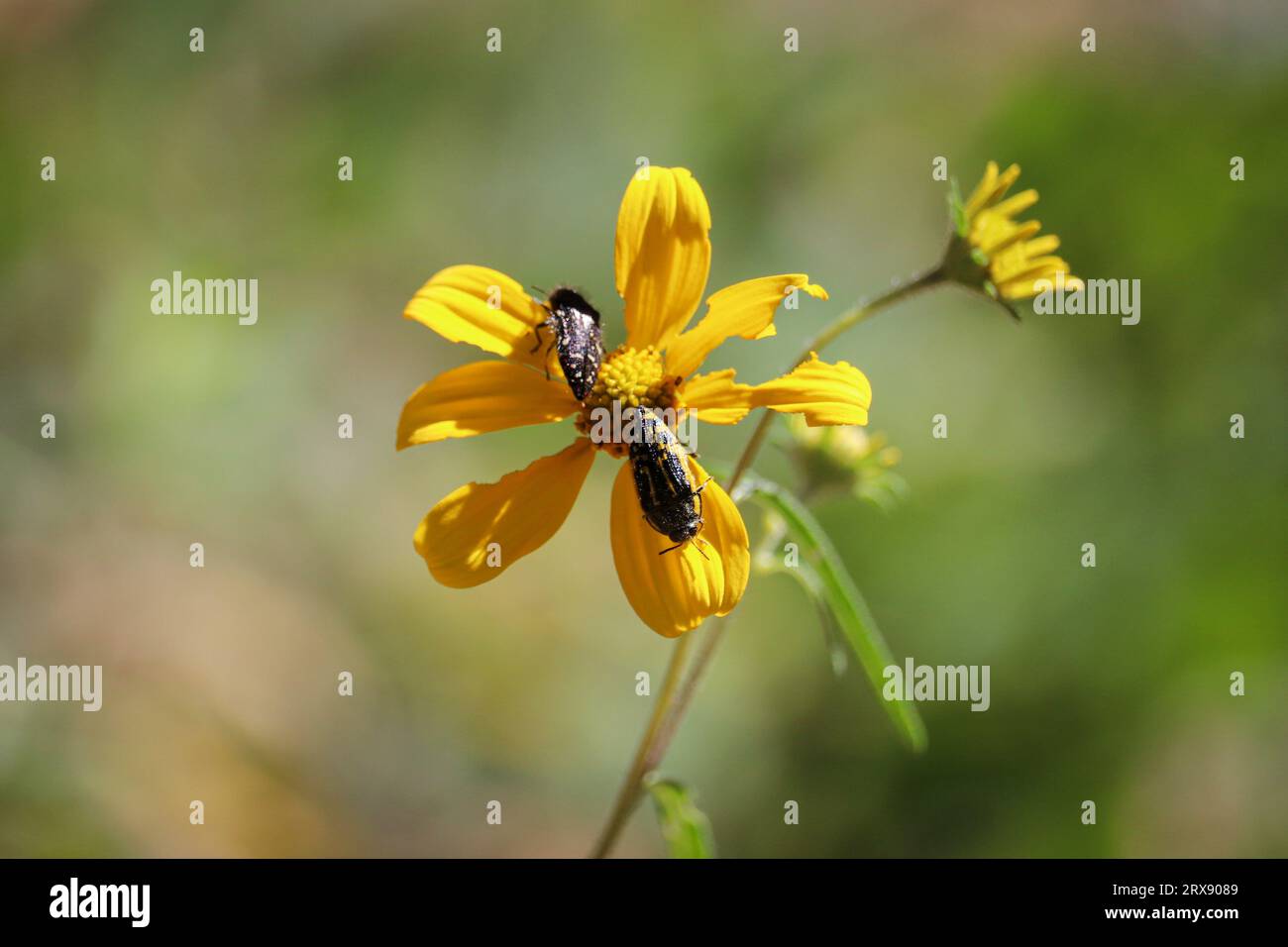 Due coleotteri in legno metallizzato o Acnaeodera su un fiore di astice giallo, i sentieri di Tonto Creek vicino a Payson, Arizona. Foto Stock