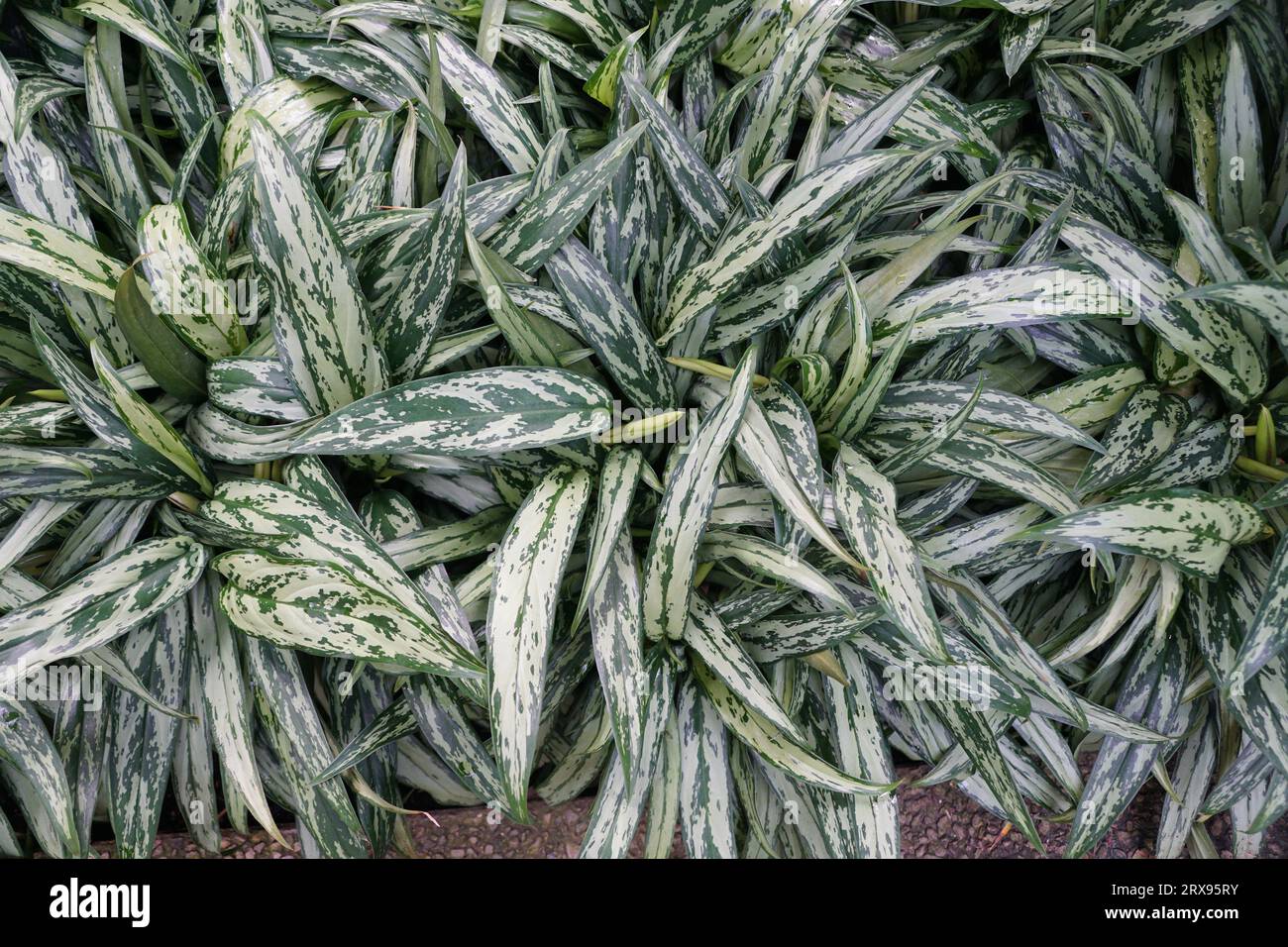 Bellissime foglie d'argento e verdi di Aglaonema Muklass Foto Stock