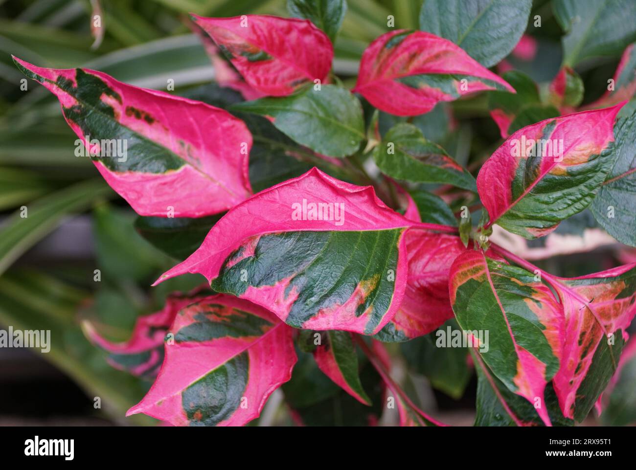 Primo piano delle foglie rosa e verde di Alternanthera ficoidea, nota anche come pianta Party Time Foto Stock