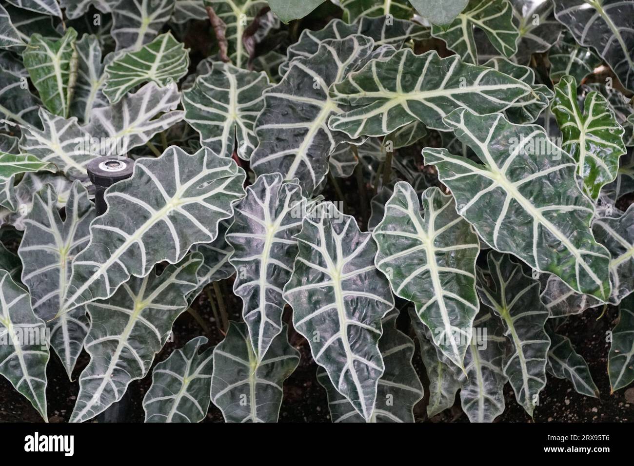 Bellissime foglie di vene verdi e bianche di Alocasia Amazonica Polly Foto Stock