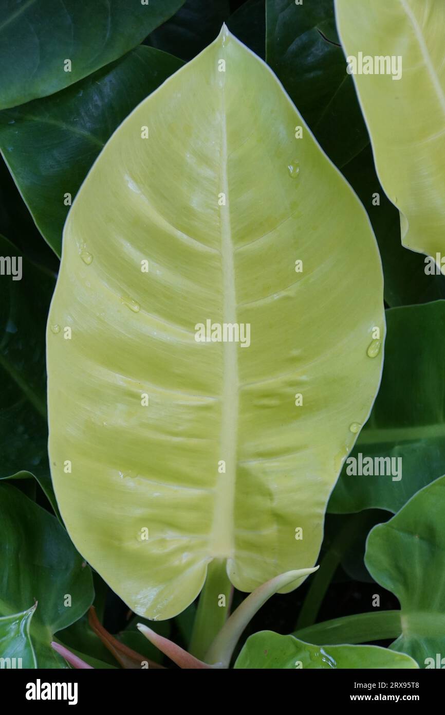 Primo piano della foglia verde lime di Philodendron Moonlight Foto Stock