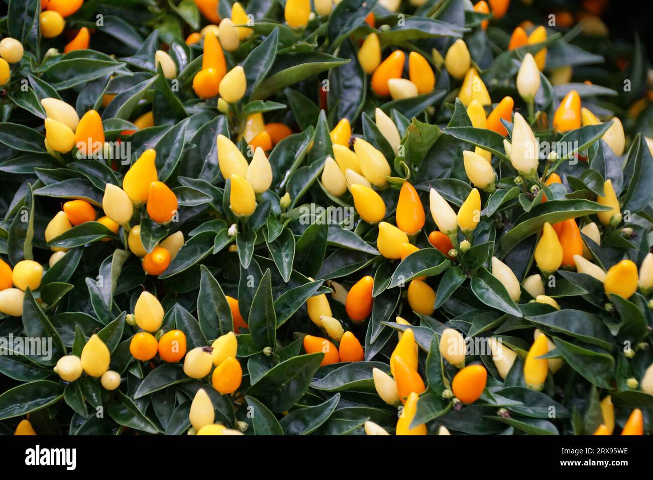 Il colore giallo brillante del peperone ornamentale 'Sedona Sun' Foto Stock