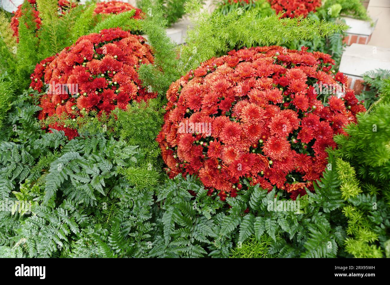 Bellissimi fiori di crisantemo rossi circondati da verdi felci selvatiche Foto Stock