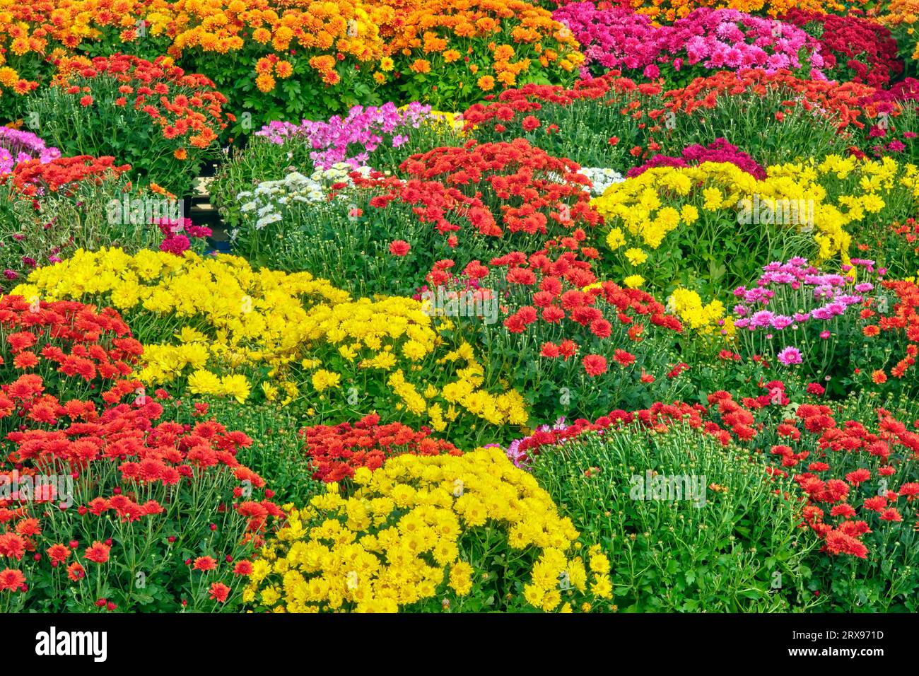 Coloratissimi e vivaci crisantemi autunnali in mostra in un centro giardino. Foto Stock