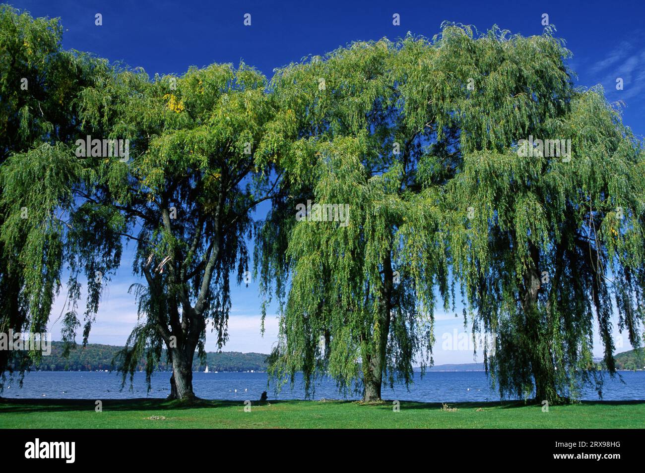 Willows sul lago Cayuga, Stewart Park, Ithaca, New York Foto Stock