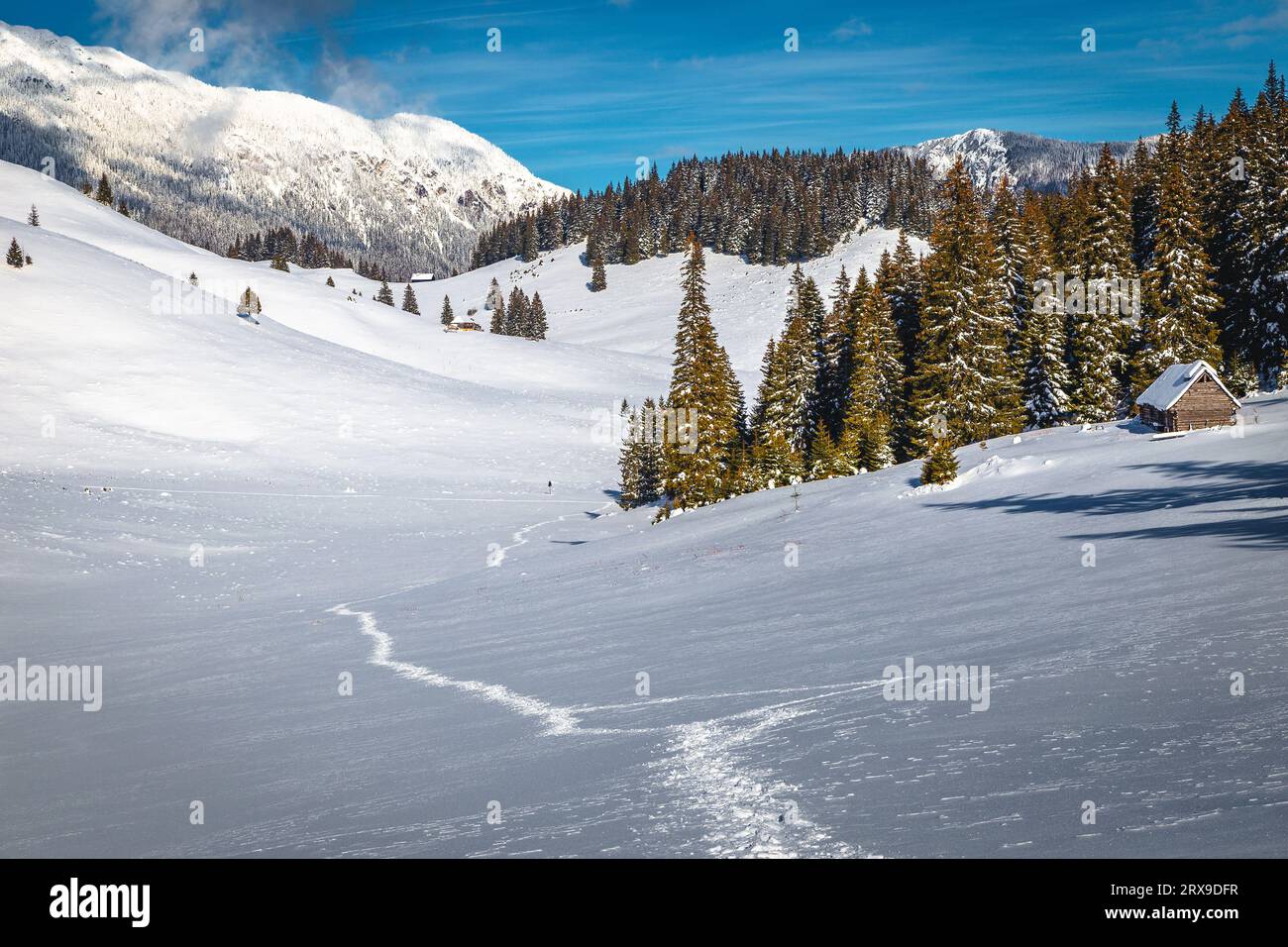 Scenario invernale da favola con pini innevati e percorsi escursionistici innevati nella pittoresca natura selvaggia, Carpazi, Romania, Europa Foto Stock