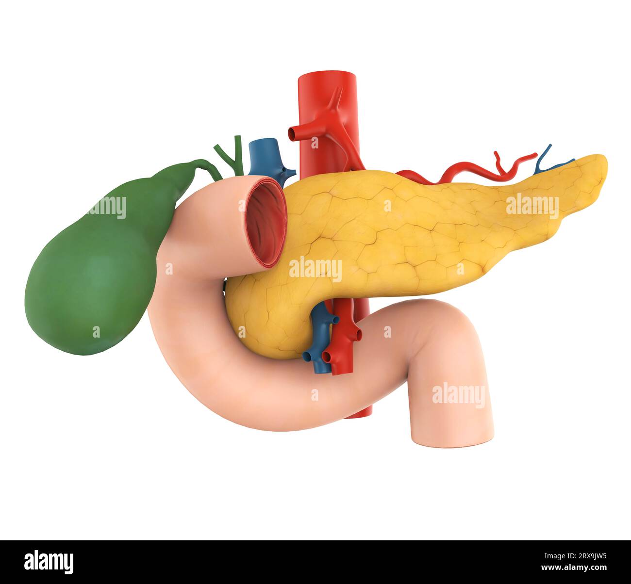 Pancreas, cistifellea e anatomia duodenale Foto Stock