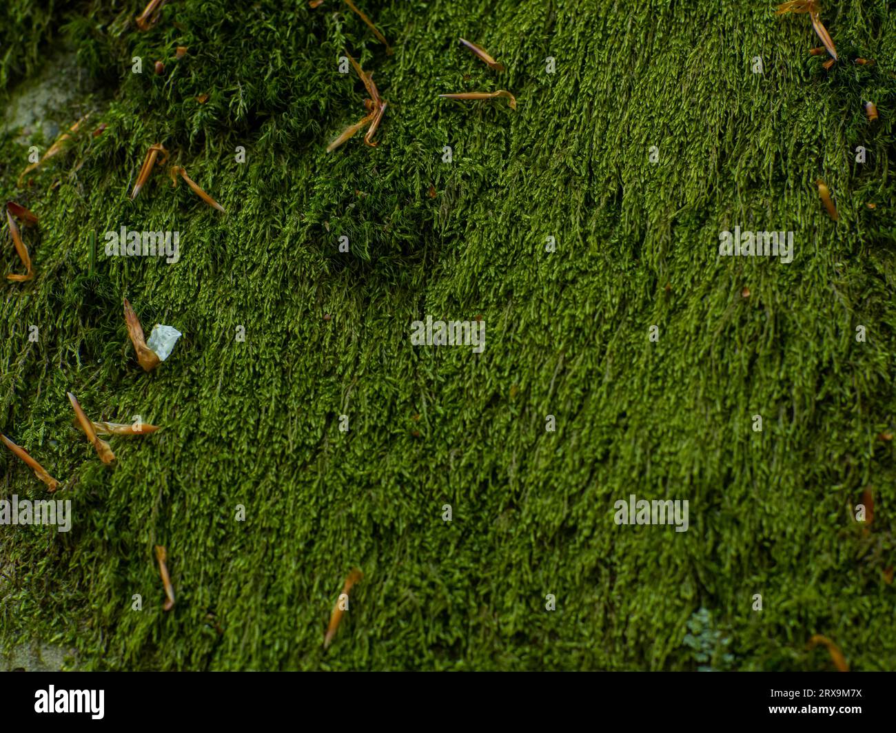 Il muschio di colore verde ricopre lo sfondo naturale della foresta fiabesca. Green Moss Micro Plant, che cresce coprendo la superficie dei mattoni. Moss on grunge te Foto Stock