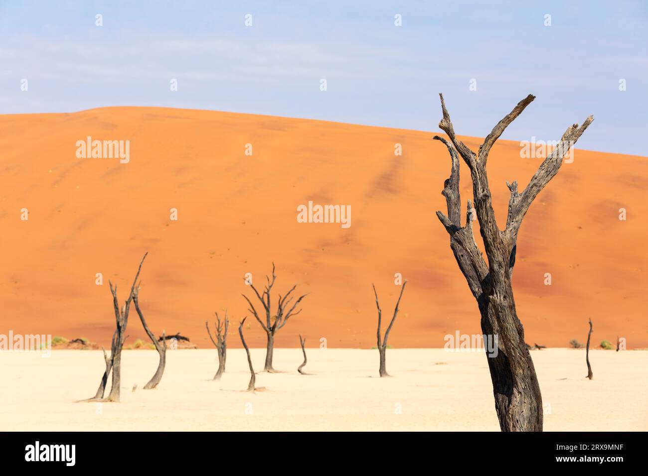 Albero morto nel Deserto Namibiano Foto Stock