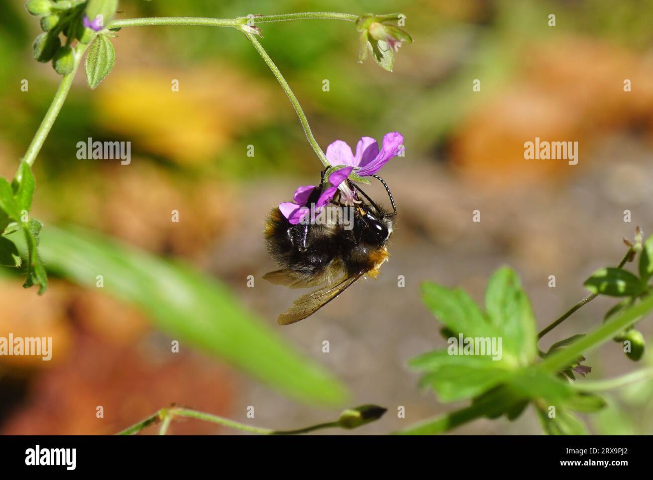 Primo piano ape carder comune (Bombus pascuorum), famiglia Apidae su fiore di becco cranico di hedgerow, becco di montagna (Geranium pyrenaicum) Foto Stock