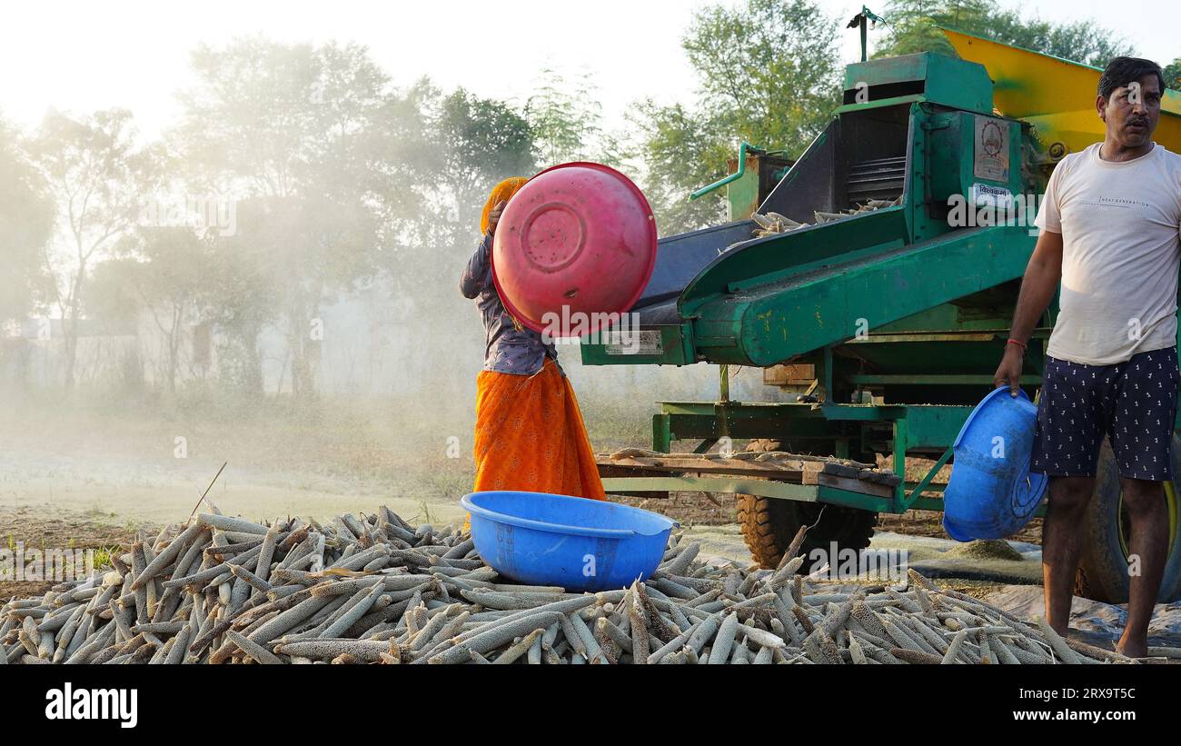 23 settembre 2023 Jaipur, Rajasthan, India. Trebbiatrice mietitrice con mietitura all'alba, membri della famiglia asiatica che lavorano in terreni agricoli. Foto Stock