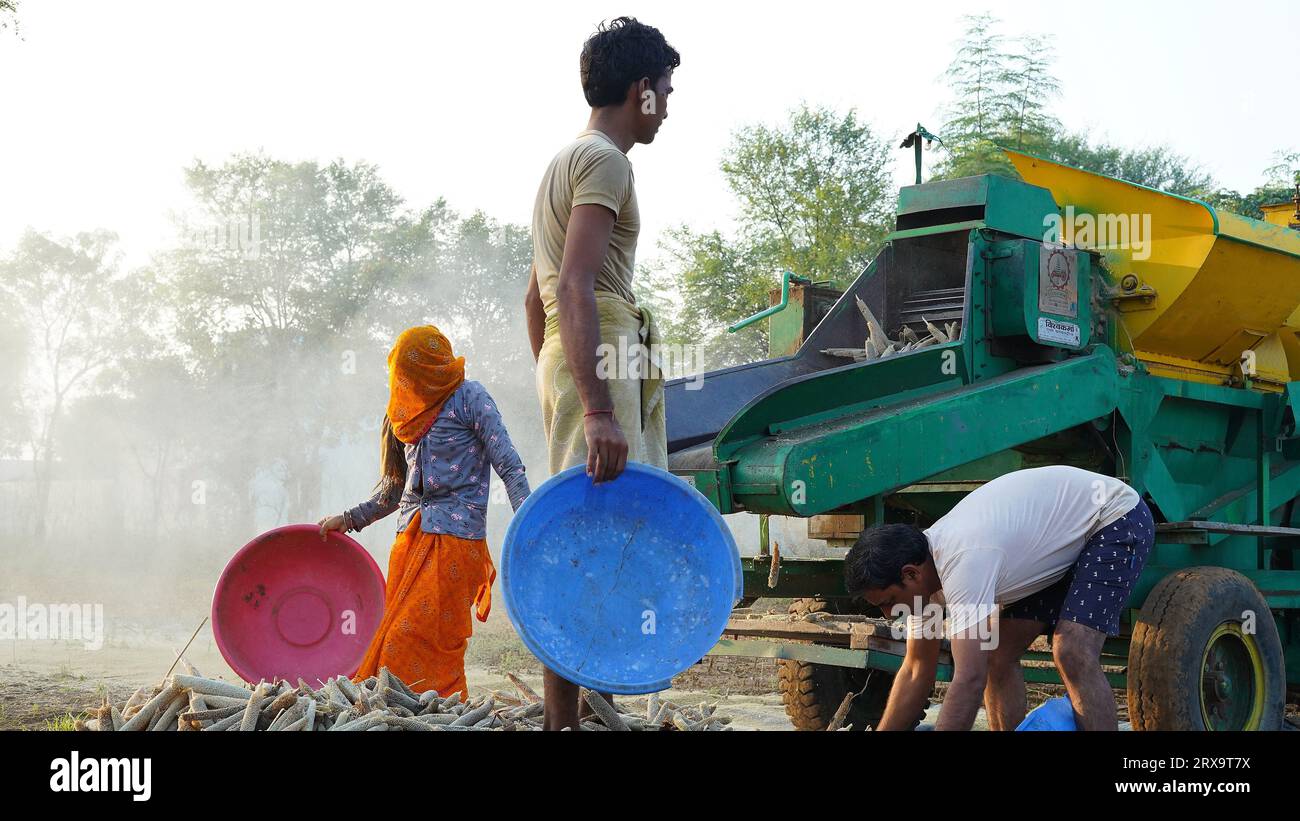 23 settembre 2023 Jaipur, Rajasthan, India. Trebbiatrice mietitrice con mietitura all'alba, membri della famiglia asiatica che lavorano in terreni agricoli. Foto Stock