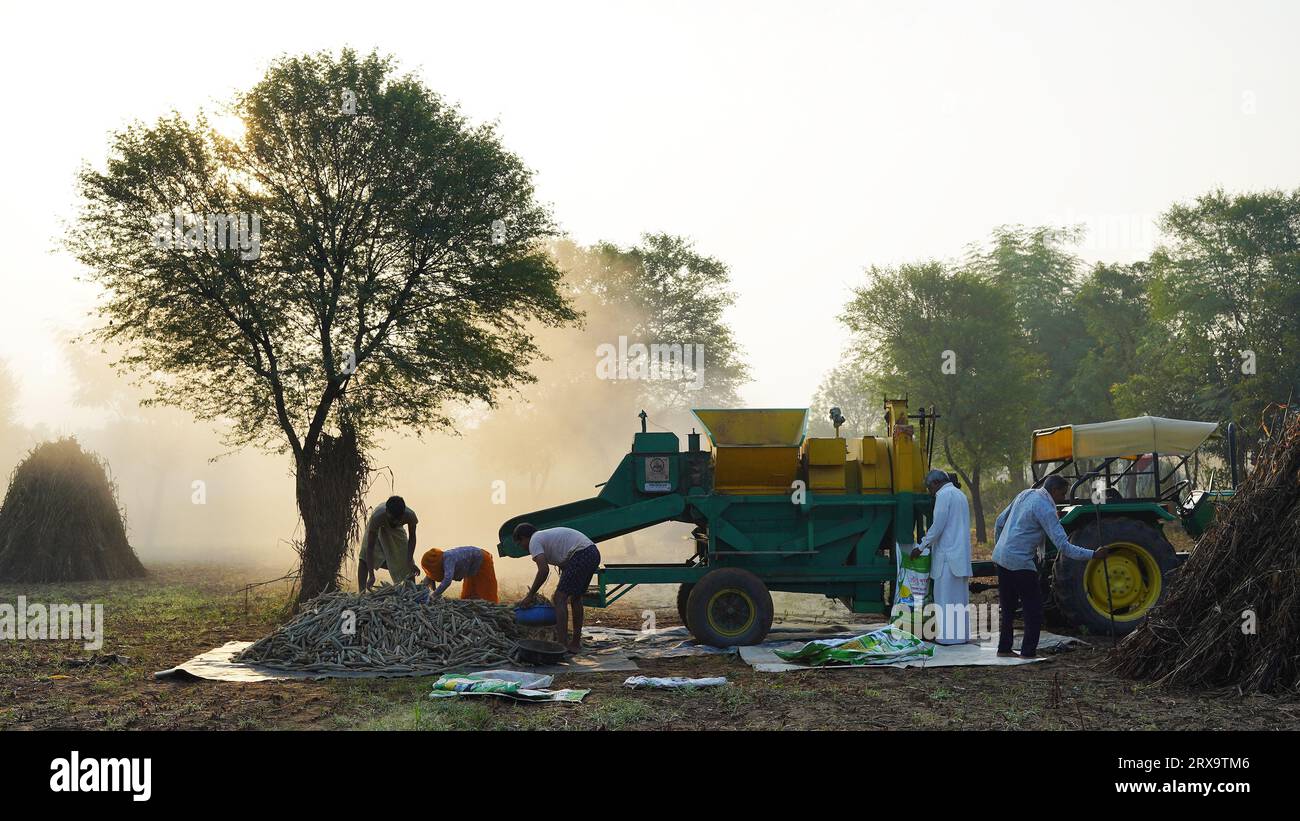 Trebbiatrice mietitrice con mietitura all'alba, membri della famiglia asiatica che lavorano in terreni agricoli. Concetto di vita rurale indiana. Foto Stock