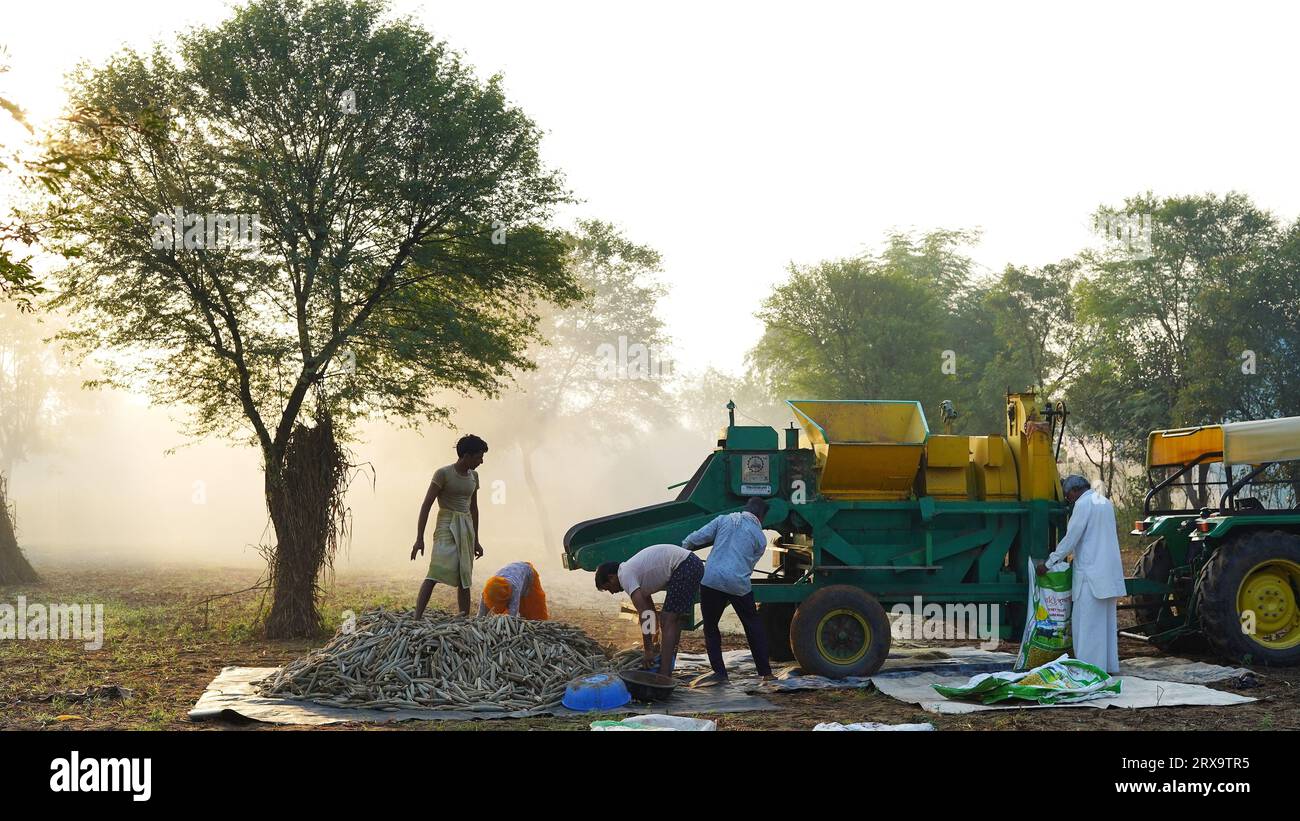 23 settembre 2023 Jaipur, Rajasthan, India. Trebbiatrice mietitrice con mietitura all'alba, membri della famiglia asiatica che lavorano in terreni agricoli. Foto Stock