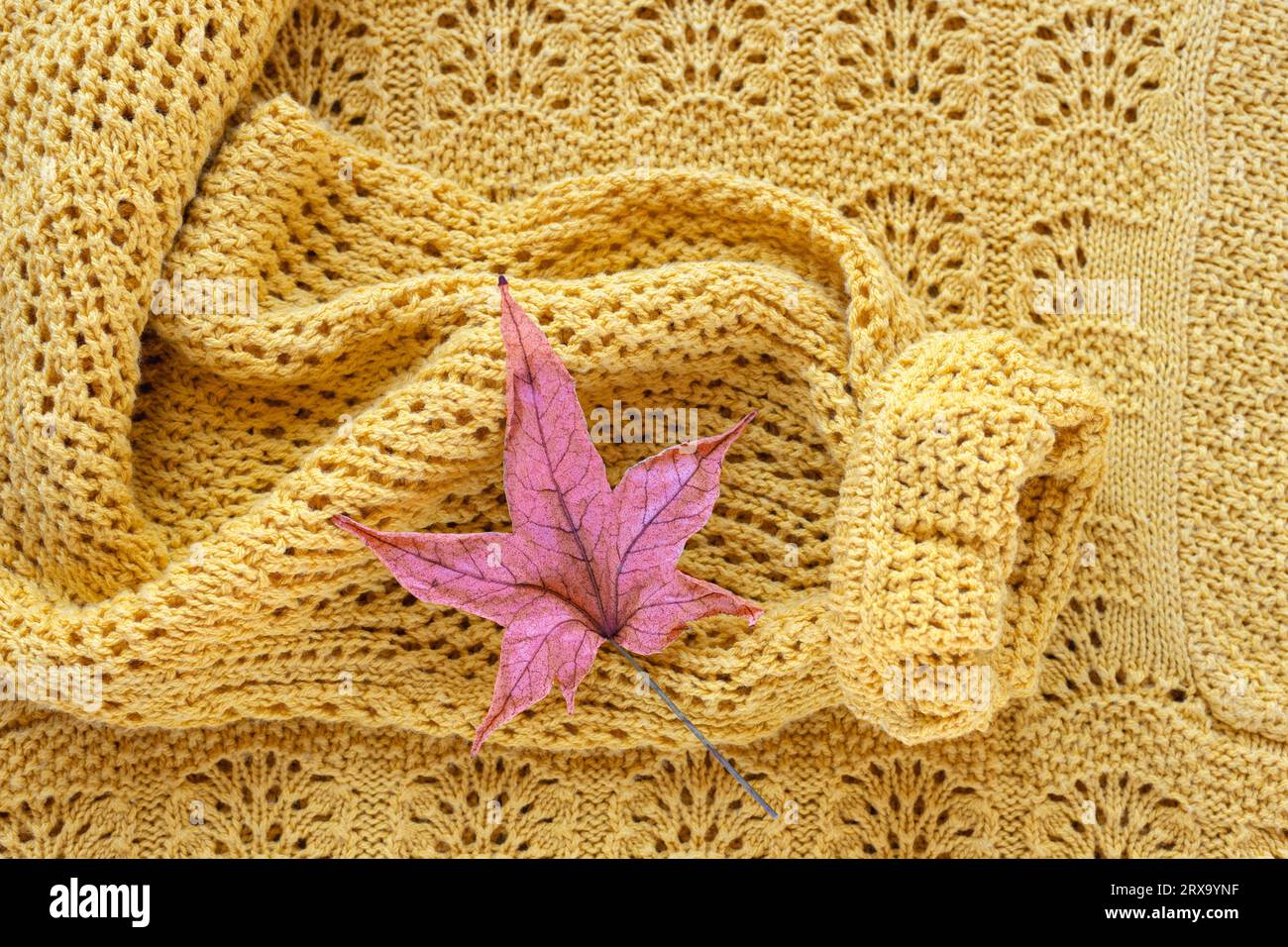 Foglia viola su un maglione giallo a maglia. Concetto autunnale. Vista dall'alto, base piatta. Foto Stock