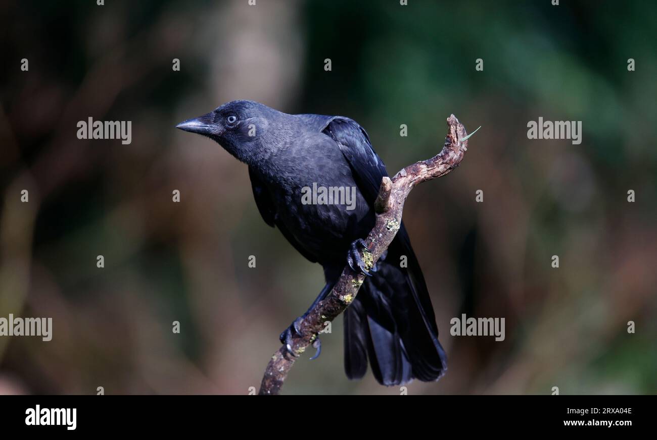 Jackdaws si arroccò intorno alla fattoria Foto Stock