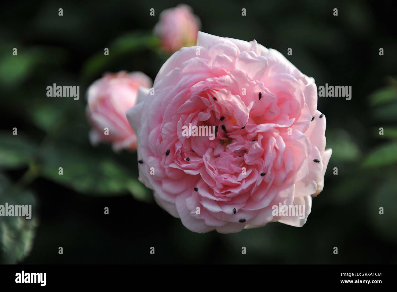 Piccoli scarafaggi di polline nero (Meligethes) si nutrono di un doppio fiore rosa chiaro di una rosa arbustiva inglese (Rosa) Eglantyne in un giardino a giugno Foto Stock