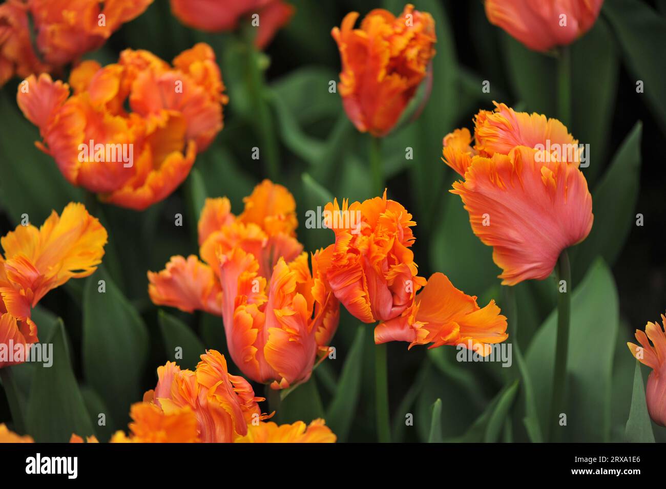 Tulipani d'arancia (Tulipa) l'incredibile pappagallo fiorisce in un giardino ad aprile Foto Stock