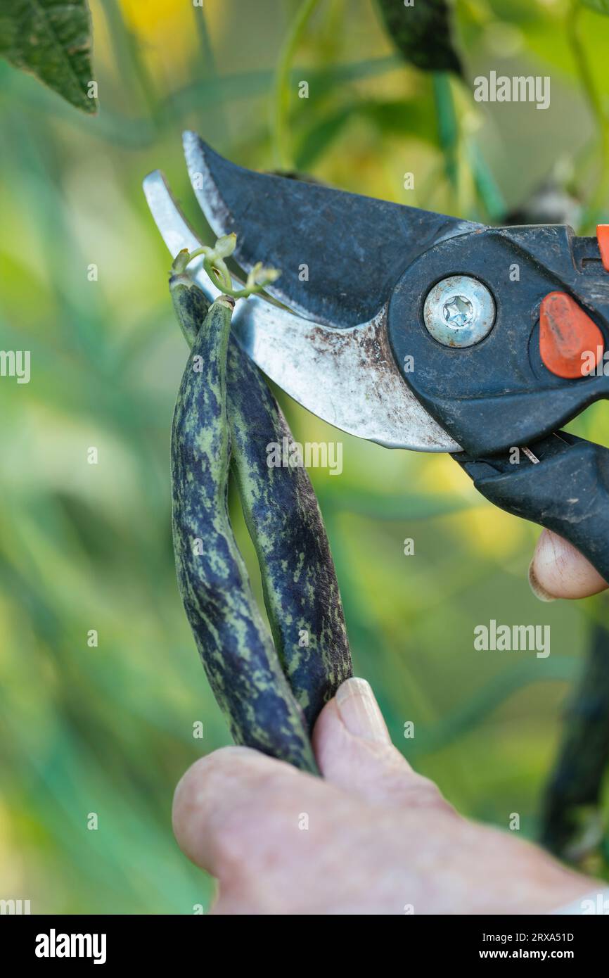 Giardiniere che raccoglie i chicchi di rana cimeli della Croazia, noti come "luna di marmo", simili o identici ai fagioli di pelo di serpente a sonagli. Foto Stock