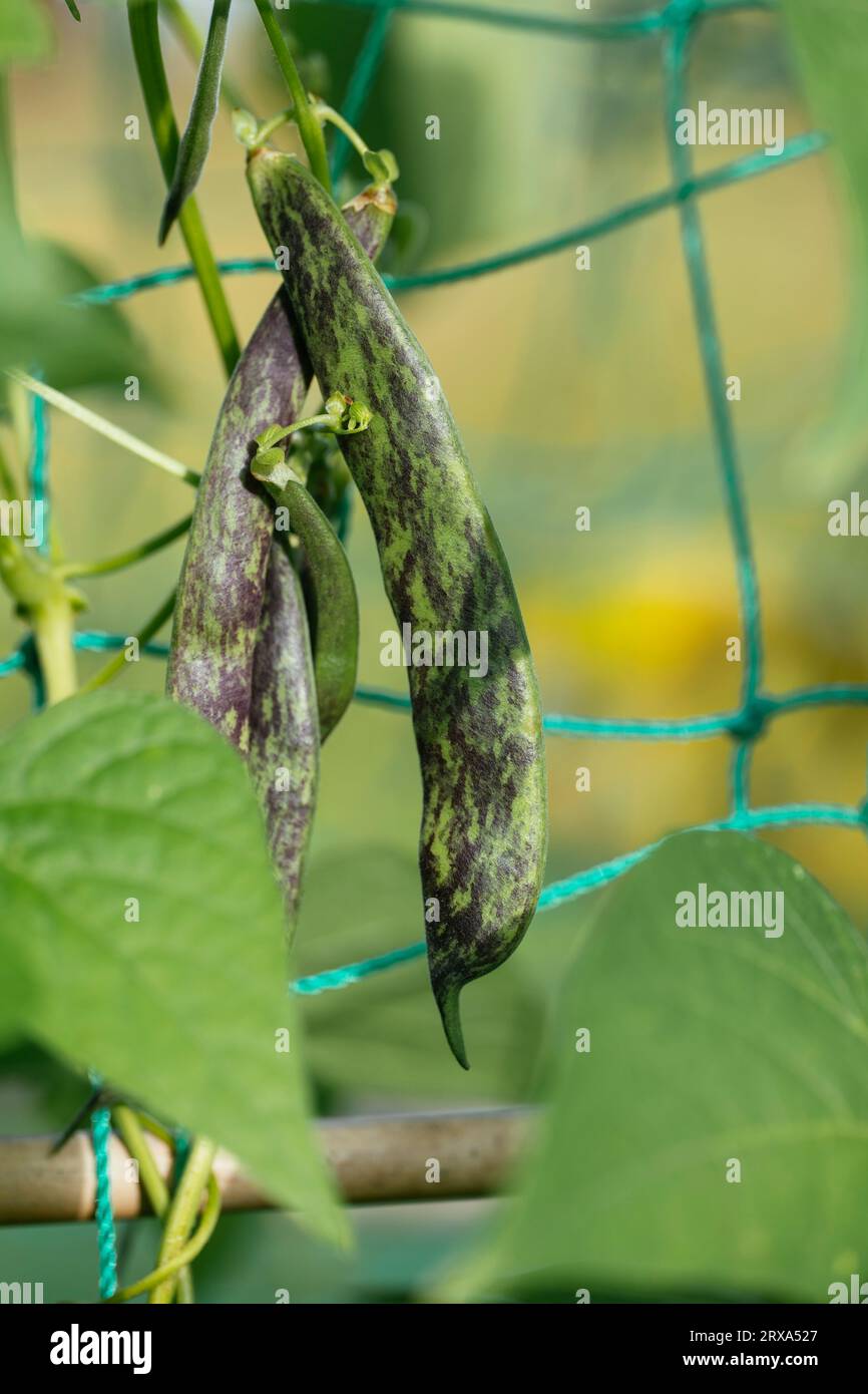 Varietà di fagioli da corridore Heirloom dalla Croazia conosciuta come "luna di marmo", simile o identico ai fagioli da pelo di serpente a sonagli. Foto Stock