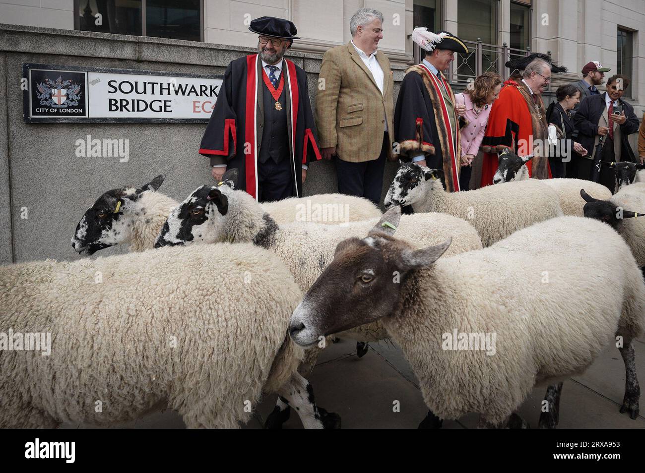 Londra, Regno Unito. 24 settembre 2023. Sheep Drive attraversa il Southwark Bridge. Richard Corrigan, chef TV stella Michelin (nella foto, 2° a sinistra), accompagna Sir Andrew Parmley, nel ruolo del sindaco Locum, che guida il gregge durante l'annuale Sheep Drive. La Worshipful Company of Woolmen Sheep Drive è condotta attraverso il Southwark Bridge da Freemen della City di Londra, che storicamente ha permesso di portare bestiame e attrezzi in città senza pagare tasse. Crediti: Guy Corbishley/Alamy Live News Foto Stock