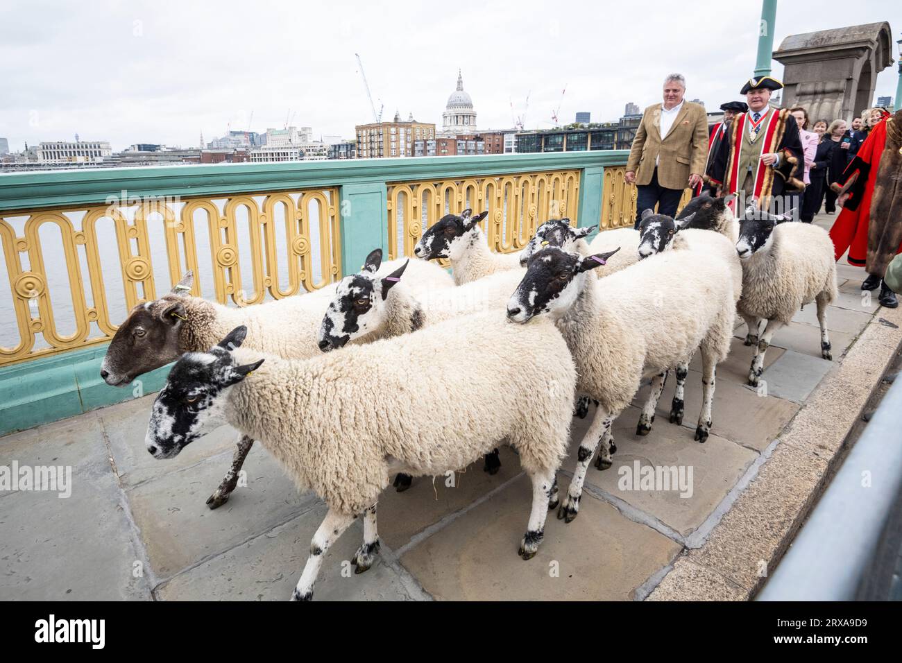 Londra, Regno Unito. 24 settembre 2023. Lo chef Richard Corrigan (giacca in tweed), vincitore del Great British Menu, accompagna Sir Andrew Parmley, nei panni del sindaco Locum Tenenshe, e degli sceriffi della città di Londra, durante l'annuale guida delle pecore sul Southwark Bridge. Organizzato dalla Worshipful Company of Woolmen, l'evento riconosce il diritto storico di Freemen of the City di guidare pecore sul Tamigi e nella città. Crediti: Stephen Chung / Alamy Live News Foto Stock