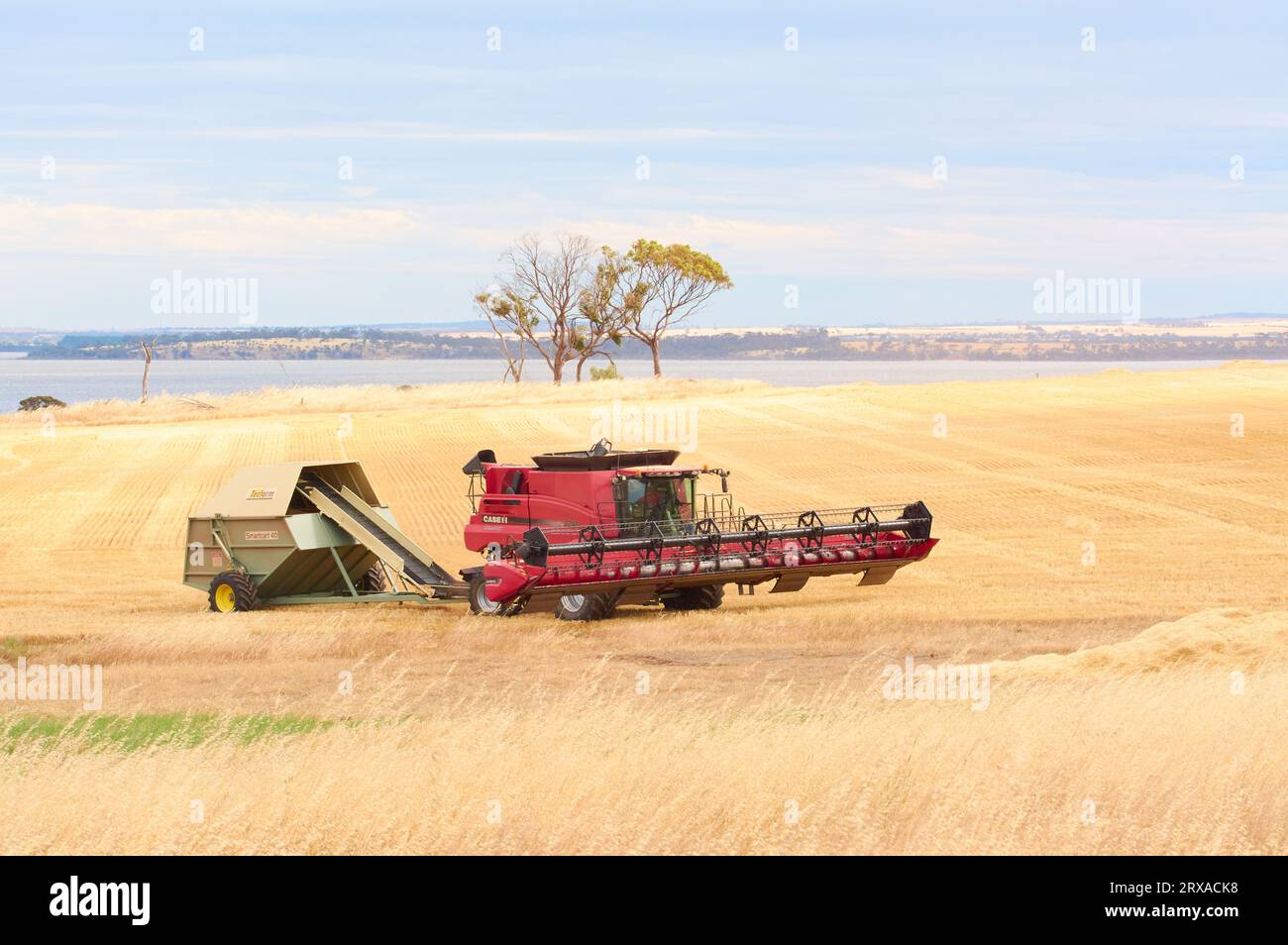 Una mietitrebbiatrice in funzione in un campo di grano nella località di Nippering con il lago Dumbleyung sullo sfondo, regione di Wheatbelt, Australia Occidentale. Foto Stock