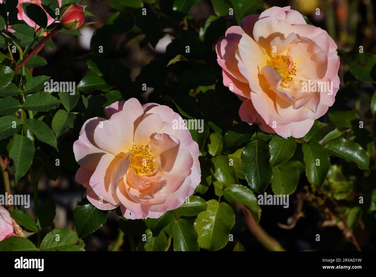 C'era una bella grande rosa da tè in giardino Foto Stock