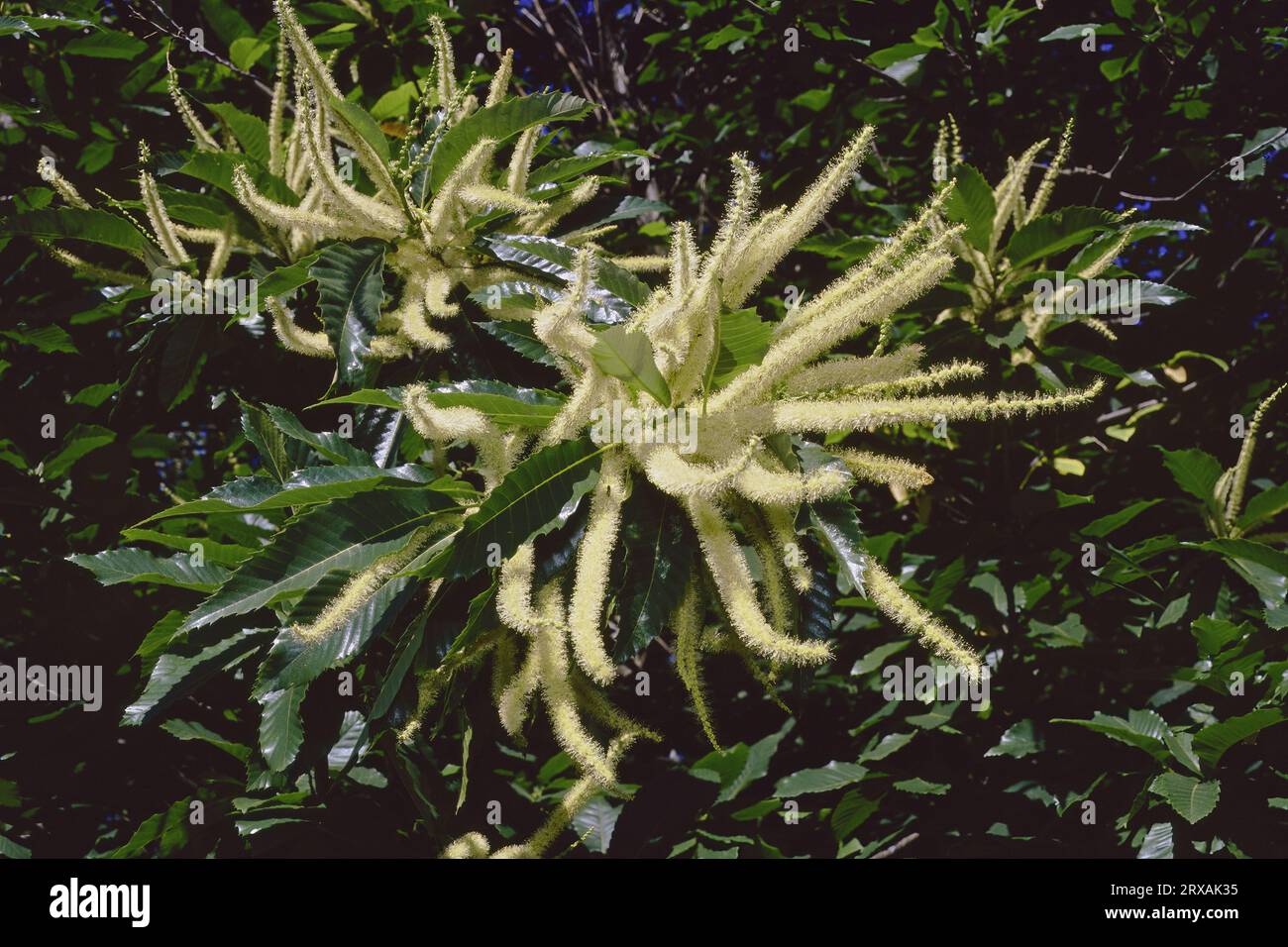 Infiorescenze o castagno, gattini in piena fioritura, Castanea sativa, Fagaceae Foto Stock