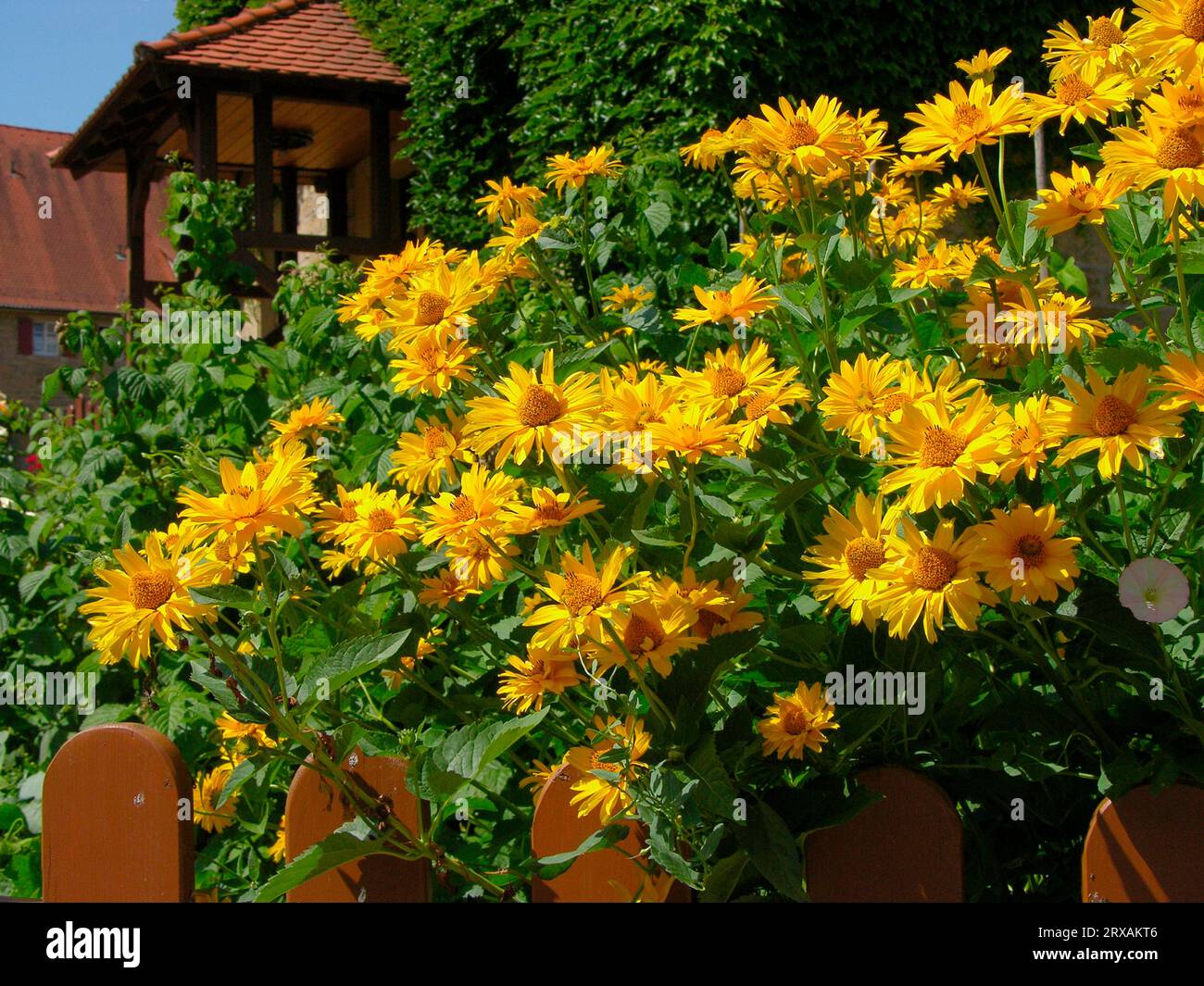 Fiore giallo, fonte dorata Rudbeckia laciniata, dietro la recinzione del giardino, giardino frontale, giardino estivo, villaggio, fiore (Rudbeckia fulgida Foto Stock
