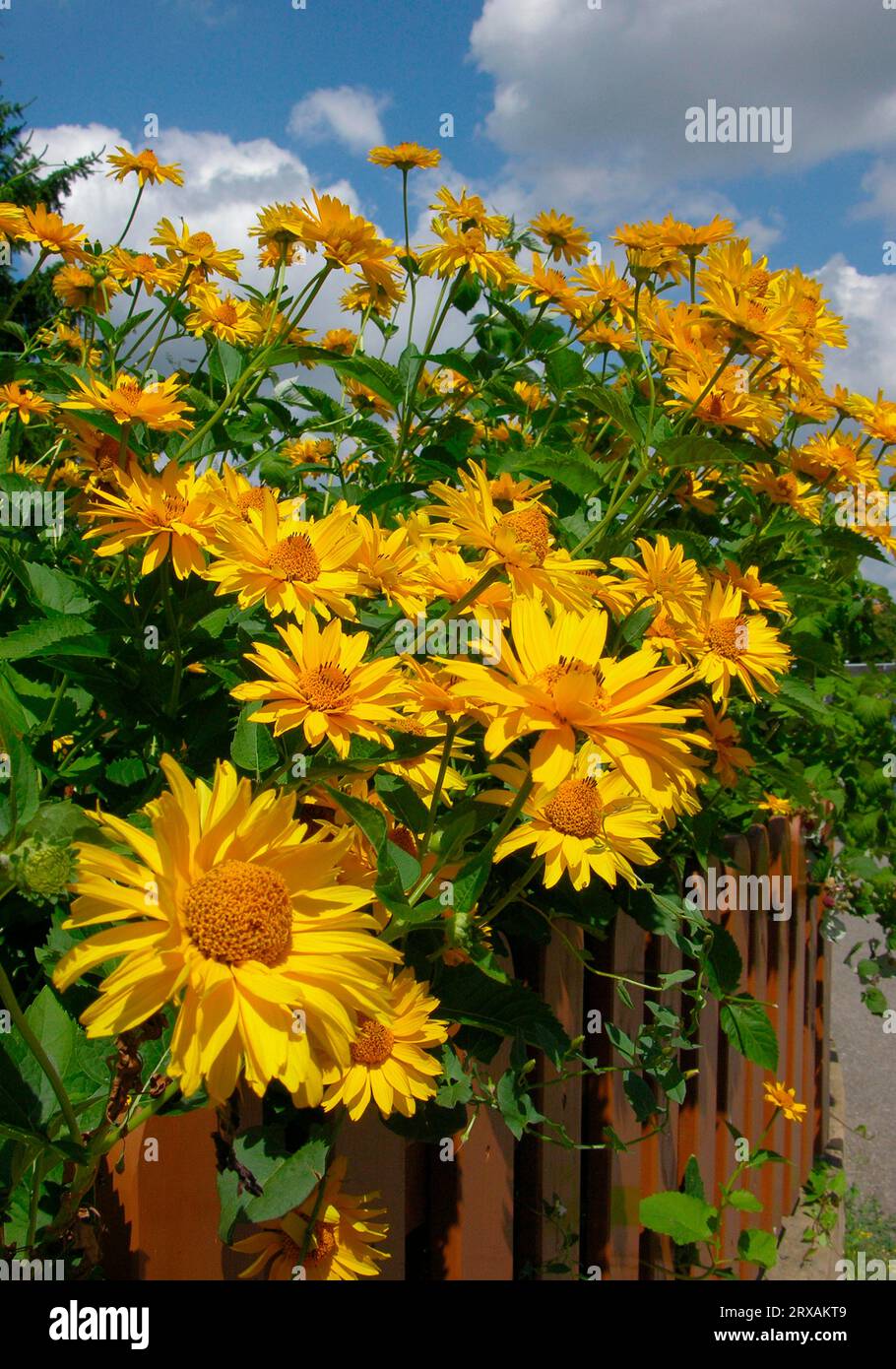 Fiore giallo, fonte dorata Rudbeckia laciniata, dietro la recinzione del giardino, giardino frontale, giardino estivo, villaggio, fiore (Rudbeckia fulgida Foto Stock