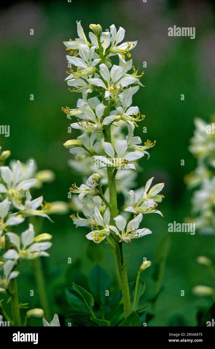 Diptam, Origanum dictamnus Aschwurz, Burning Bush (Dictamnus albus) la pianta contiene oli essenziali come bergapten, fraxinellone, timolo metile Foto Stock