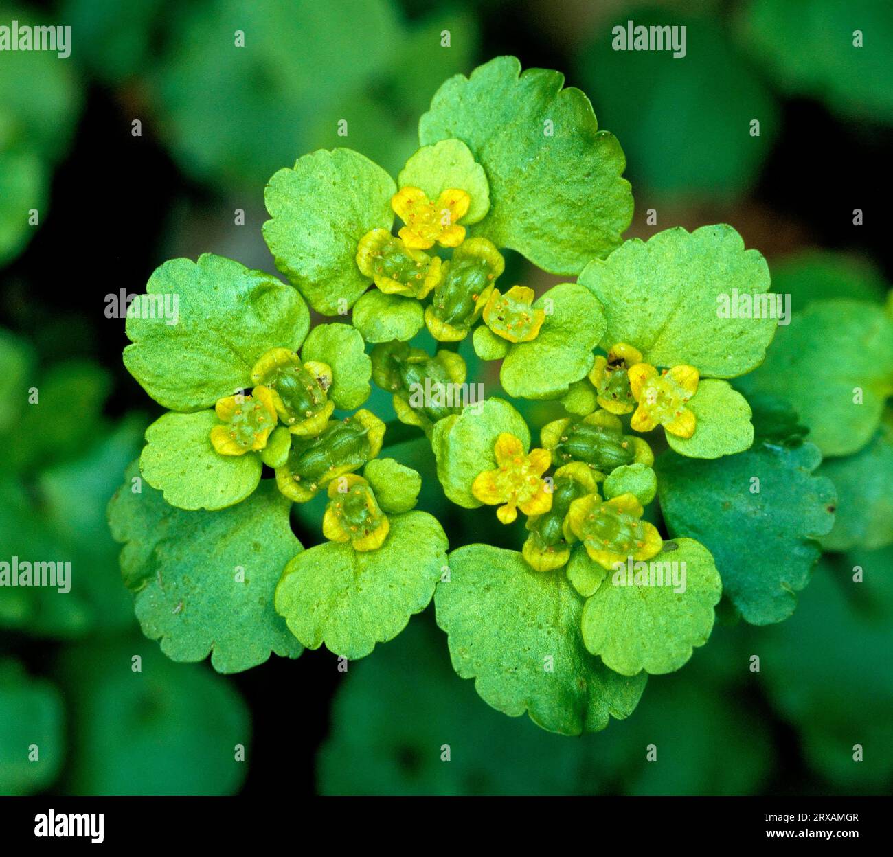 Sassifrago dorato a foglia alternata (Chrysosplenium alternifolium), erbe di milza a foglia variabile Chrysosplenium alternifolium Foto Stock