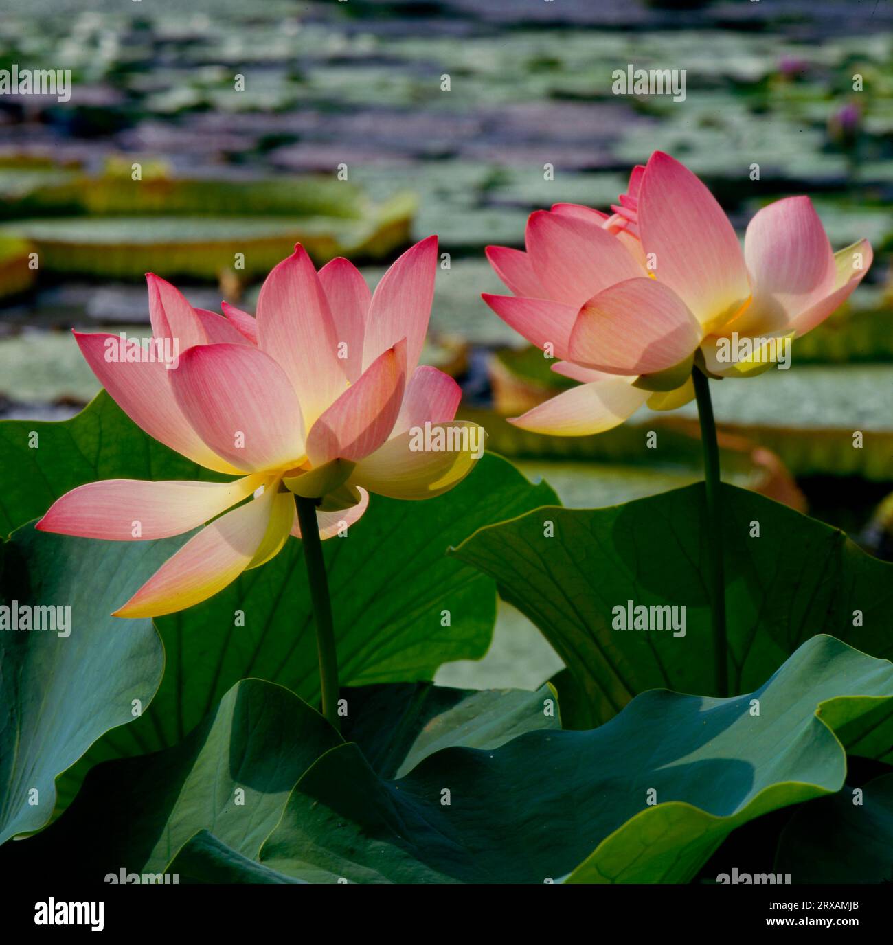 Lotosblueten, Lotus im Gartenteich, Lotusblueten, Lotusblumen im Gartenteich Foto Stock