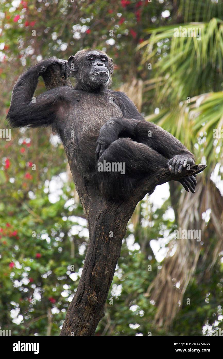 Scimpanzé, scimpanzé comune (Pan troglodytes) (Pan Troglodytes), scimpanzé, scimmia scimpanzé comune, scimmie, scimpanzé, bonobo, grande scimmia Foto Stock