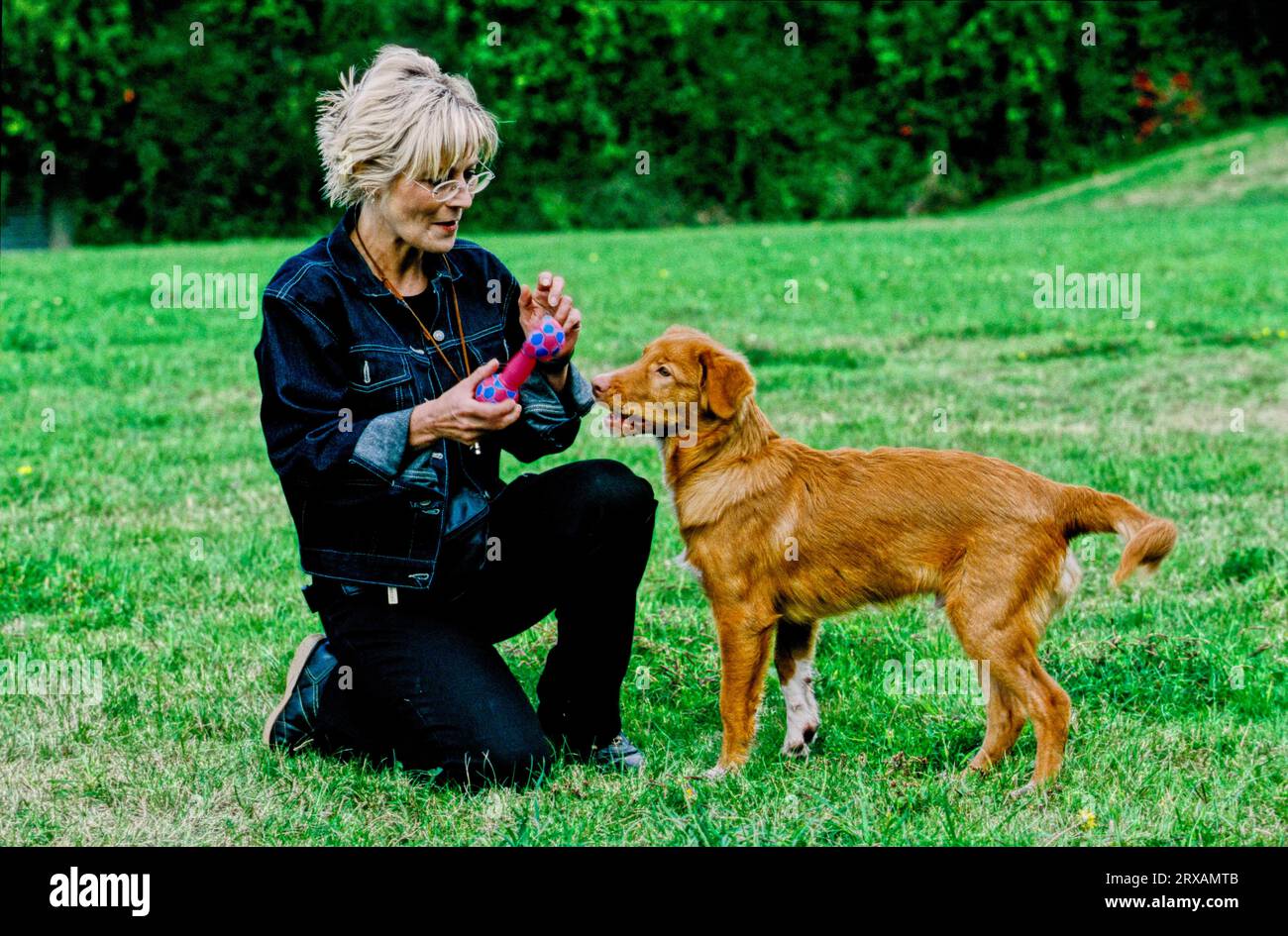 Nova Scotia Duck Tolling Retriever, Nova Scotia Retriever, retrievers, vampate di calore cani, water dog, Nova Scotia Ducking Tolling retriever, nuova Scozia Foto Stock