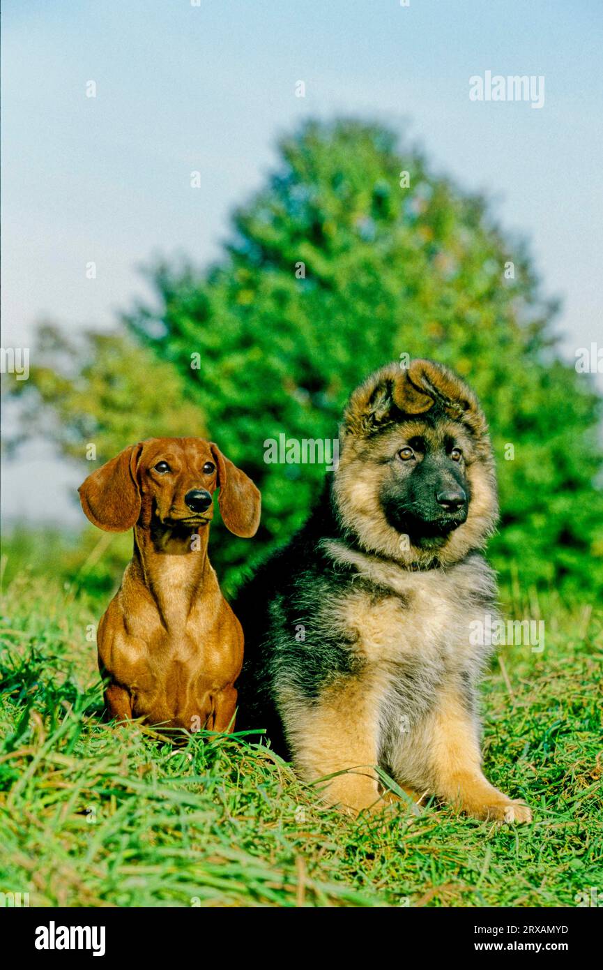 Cane da pastore a pelo lungo e dachshund, 12 settimane, cane da pastore a pelo lungo e dachshund, 12 settimane Foto Stock