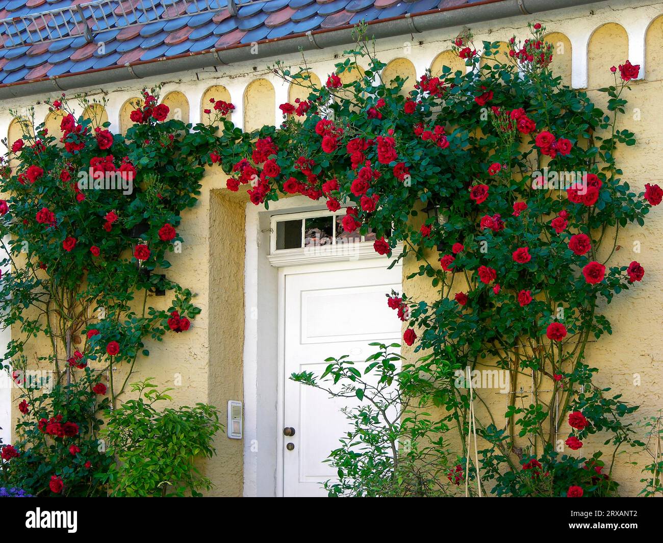 Rose rosse sulla porta d'ingresso Foto Stock