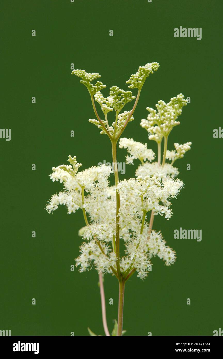 Dolce dolce dolce dolce (Filipendula ulmaria), Baviera, Germania, Regina dei prati Foto Stock