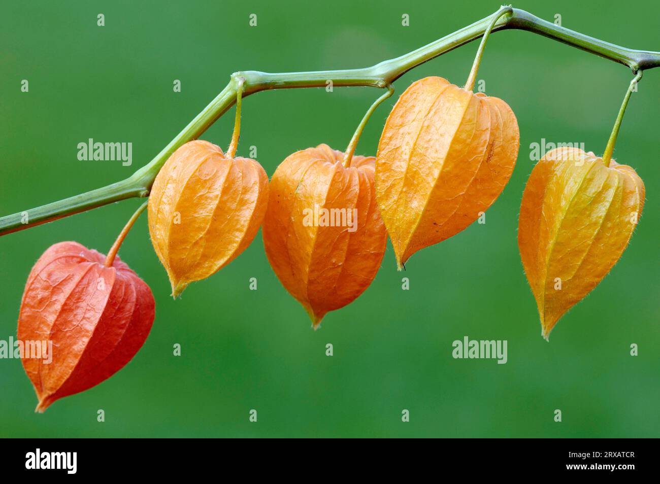 Lanterne giapponesi (Physalis alkekengi), frutti (Physalis franchetii), Lanterne cinesi Foto Stock